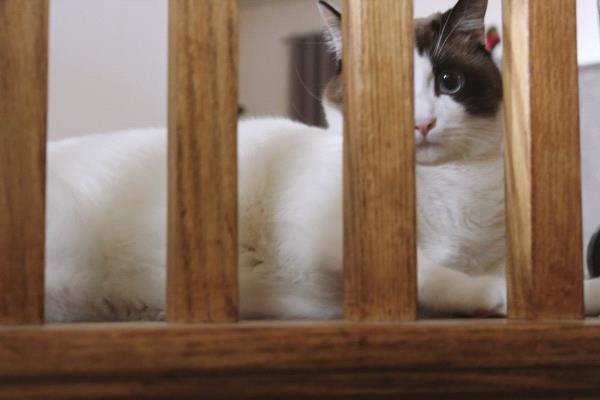 /Images/uploads/Humane Society of Utah/HSU2018/entries/4036thumb.jpg